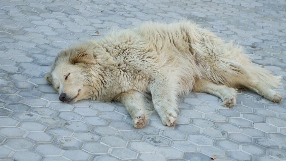 Бездомных собак без стерилизации выпускали на волю в Волгоградской области